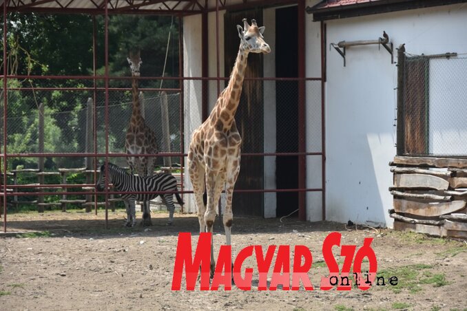 A Palicsi Állatkert tervei között szerepel a csatlakozás az Európai Állatkertek Szövetségéhez (Fotó: Gergely Árpád)