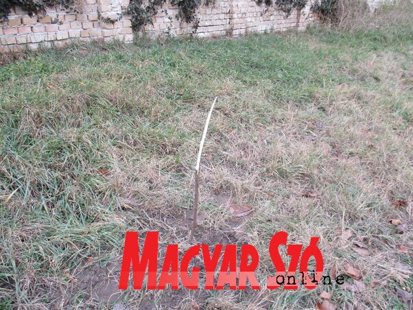 Tizenegy fából hatot tönkretettek (Sihelnik Ágnes felvétele)