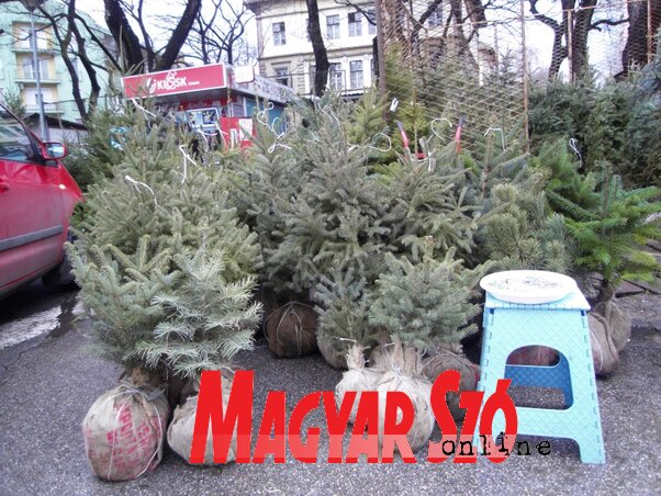 (Fotó: Patyi Szilárd)