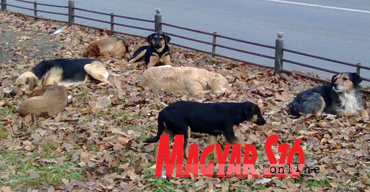 A kutyaharapások már egy évtizede nagy gondot jelentenek az újvidéki önkormányzat számára, állítólag egyesek „megrendezik” a kutyatámadást, hogy pénzt csikarhassanak ki a várostól (Ótos András felvétele)