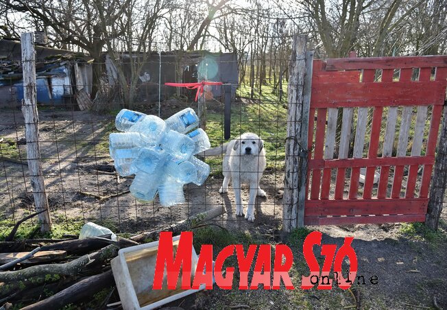A juhász hazahajtotta a juhokat, már csak a kutyája őrzi a kunyhóját (Gergely József felvétele) A juhász hazahajtotta a juhokat, már csak a kutyája őrzi a kunyhóját (Gergely József felvétele)