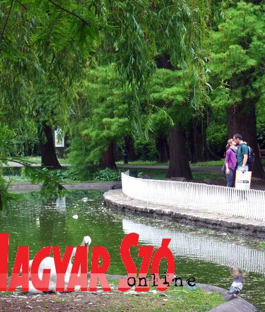Történelmi pillanatkép: a hattyúpár évekig a rendezett Duna park nevezetességének számított (Dávid Csilla felvétele) Történelmi pillanatkép: a hattyúpár évekig a rendezett Duna park nevezetességének számított (Dávid Csilla felvétele)