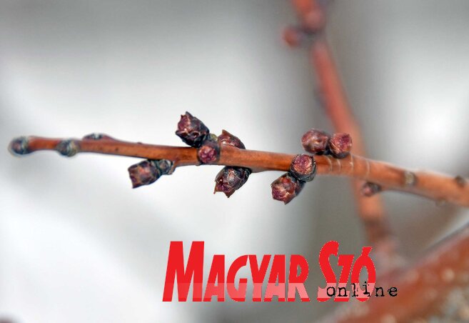 A rügyek a januári-februári magas hőmérséklet hatására megduzzadtak (Fotó: Gergely Árpád) A rügyek a januári-februári magas hőmérséklet hatására megduzzadtak (Fotó: Gergely Árpád)