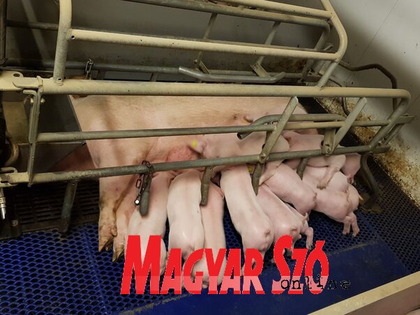 A már meglévő sertésszaporító „neveltjei” (Lennert Móger Tímea felvétele) A már meglévő sertésszaporító „neveltjei” (Lennert Móger Tímea felvétele)