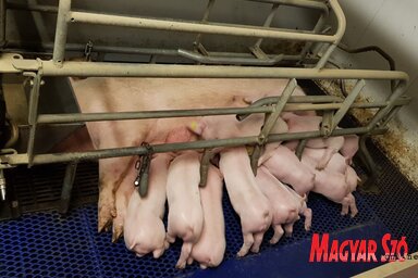 A már meglévő sertésszaporító  „neveltjei” (Lennert Móger Tímea felvétele)
