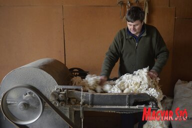 Zoran évente 100–200 kilogramm birkagyapjút vásárol (Móricz Ildikó felvétele)