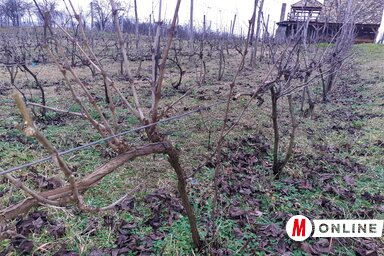 Az enyhe tél következtében a gazdák már most megejthetik a metszést a szőlőkben (Kazinczy Paszterkó Diana felvétele)