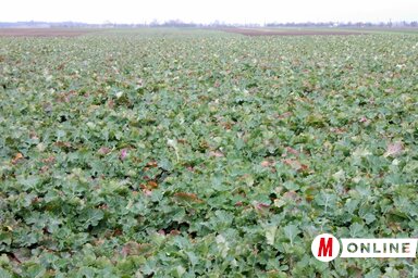 Jól fejlett az olajrepce, bizonyosan nem tesz jót neki az újabb fagy (Fodor István felvétele)