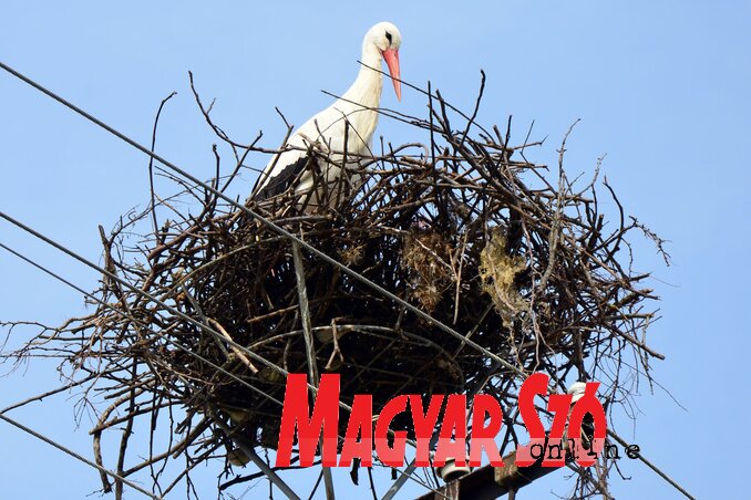 Prvoje egyszerre két fészket is birtokol, Fotó: Dávid Csilla Prvoje egyszerre két fészket is birtokol, Fotó: Dávid Csilla