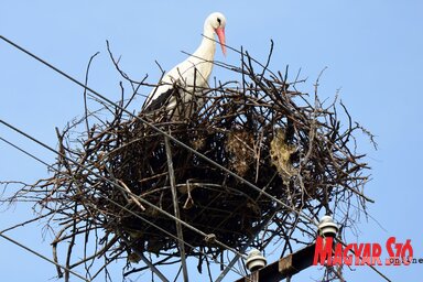 Prvoje egyszerre két fészket is birtokol, Fotó: Dávid Csilla