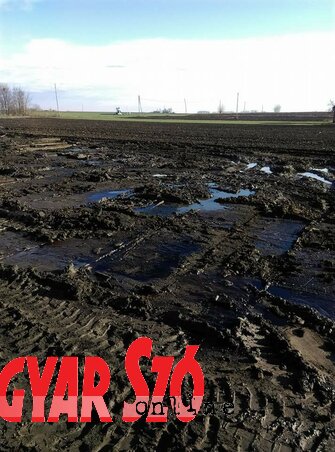 Így nézett ki a föld olajjal terítve (Pejak Dejan felvétele) Így nézett ki a föld olajjal terítve (Pejak Dejan felvétele)