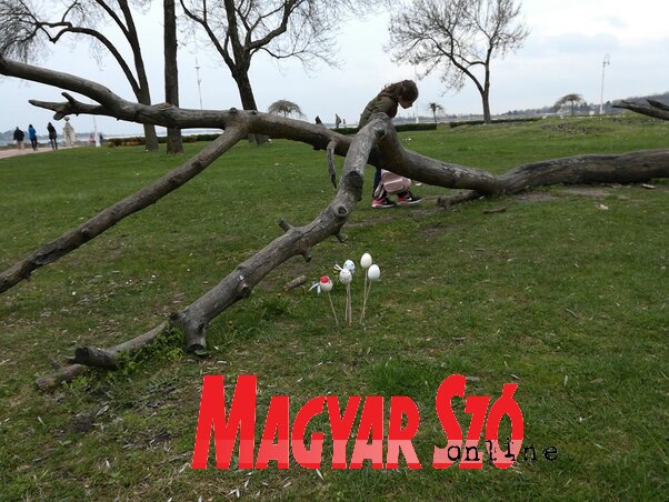 Tojások a fűben (Fotó: Sándor Zoltán)