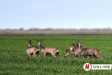 Bandázó őzbakok (Gergely József felvétele)