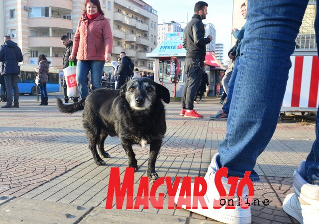 Fotó: Dávid Csilla