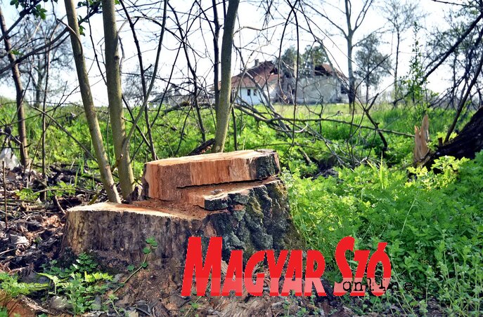 A makkhetesi erdőben: háttérben a leégett Napfény tanya, amely néhány száz méterre van a drótkerítéssel lezárt magyar határtól (Gergely Árpád felvétele) A makkhetesi erdőben: háttérben a leégett Napfény tanya, amely néhány száz méterre van a drótkerítéssel lezárt magyar határtól (Gergely Árpád felvétele)