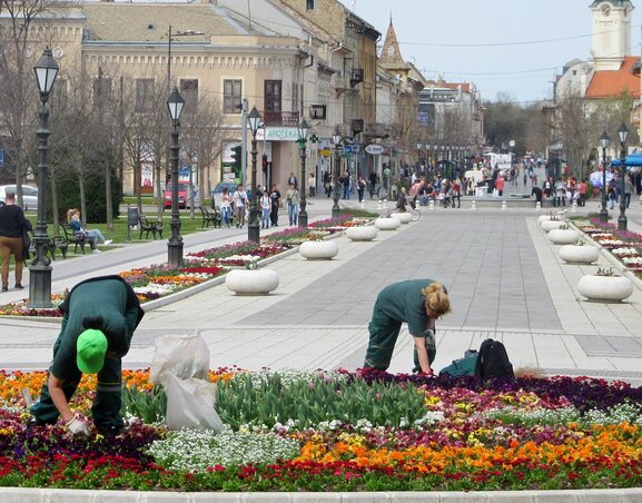 Akcióban a virágkertészek (Fotó: Fekete J. József)