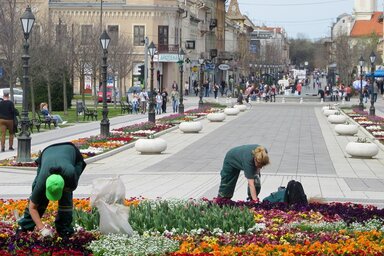 Akcióban a virágkertészek (Fotó: Fekete J. József)
