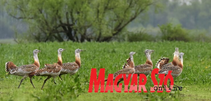 Nyolcak bandája, nekik még nem jut pár néhány évig (Gergely József felvétele) Nyolcak bandája, nekik még nem jut pár néhány évig (Gergely József felvétele)