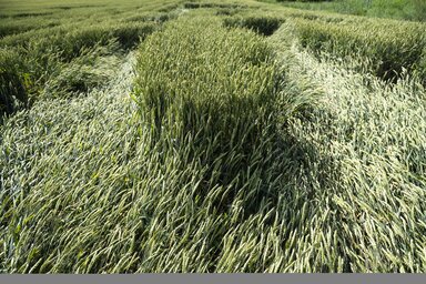 Tiszanagyfalu, 2020. j�nius 24.
Az elm�lt napok es�z�sei �s sz�lviharai miatt megd�lt b�zat�bla a Tiszanagyfaluhoz tartoz� Vir�nyos hat�r�ban 2020. j�nius 24-�n.
MTI/Bal�zs Attila