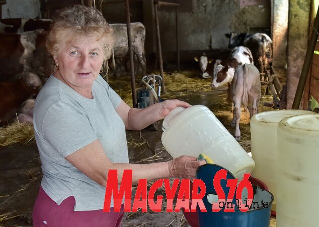 A gazdasszony ügyel a tejes edények tisztaságára (Gergely József felvétele) A gazdasszony ügyel a tejes edények tisztaságára (Gergely József felvétele)