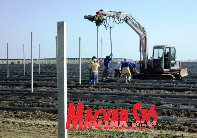 A meglévő százhektáros áfonyaültetvényt idén tovább bővítették