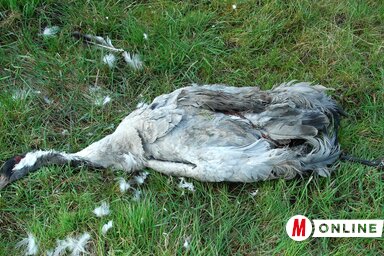 A Furadan egyik áldozata ez a daru a sok közül