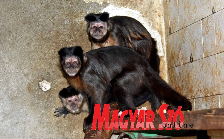 (Gergely Árpád archív felvétele)