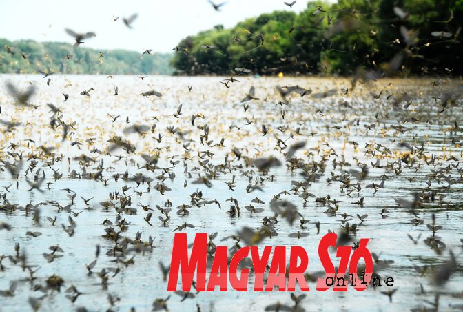 Fotó: Gergely József