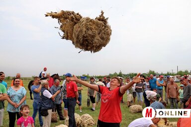 A gyapjú birka nélkül sem hullik szét (Puskás Károly felvétele)