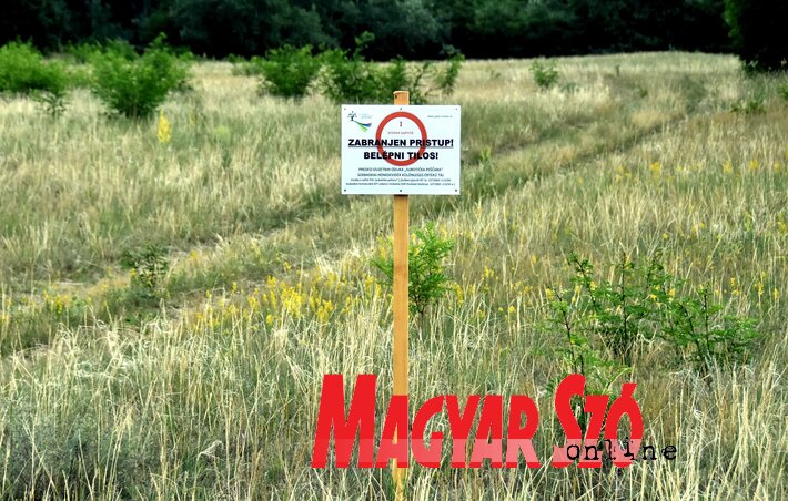 A szabadkai homokvidék különleges értékű táj (Fotó: Gergely Árpád)