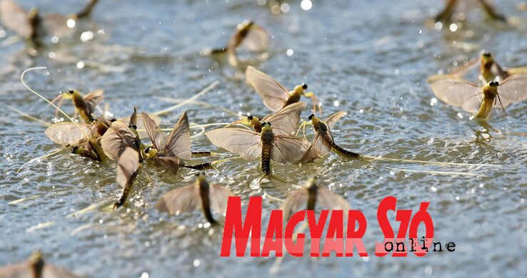 Fotó: Gergely József