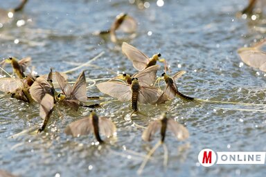 Fotó: Gergely József