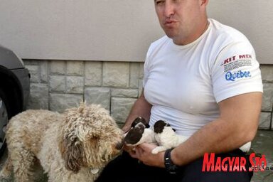 Lesz utánpótlás, Aleksandar kutyája nemrég tíz kölyköt hozott a világra (Ótos András felvétele)