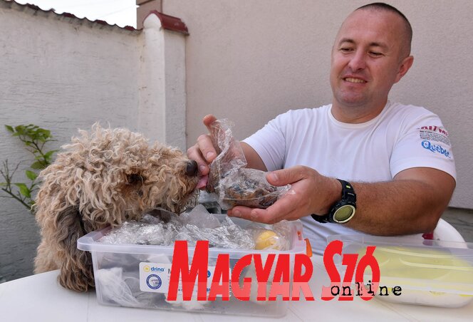 A lagotto romagnolo kutyafajtának van a legjobb szimata (Ótos András felvétele)