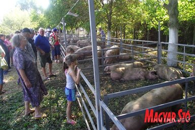 A pacséri sertéskiállítás több tucat szakmában tevékenykedőt vonz a faluba – képünk egy korábbi találkozón készült (Herceg Elizabetta felvétele)