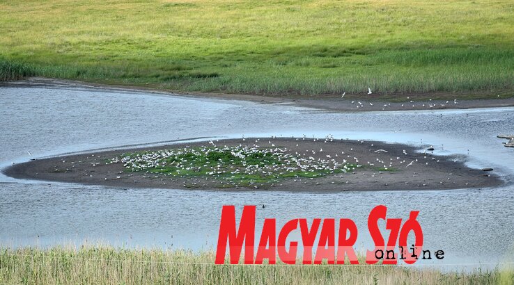 Madársziget madártávlatból, a dombtetőről (Gergely József felvétele) Madársziget madártávlatból, a dombtetőről (Gergely József felvétele)