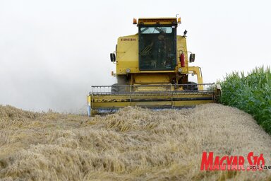Az esőzések miatt lassan halad az aratás (Gergely József felvétele)