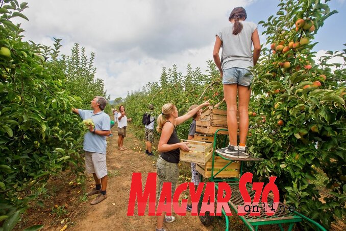 Dávid Csilla illusztrációja