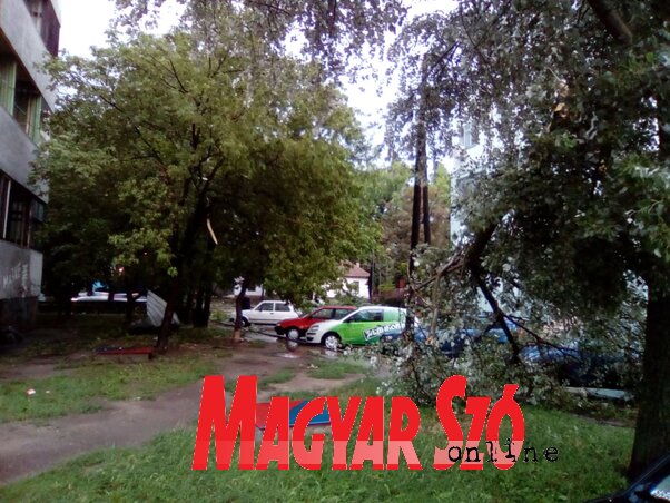 Győri Viktor felvétele Győri Viktor felvétele