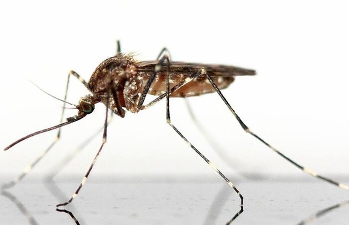 Tíz helyszínen mutattak ki fertőzést a szúnyogoknál (Fotó: pixabay.com)