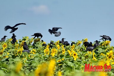 Alig kezdett szemesedni a napraforgó, de a vetési varjak máris dézsmálják (Gergely József felvétele)
