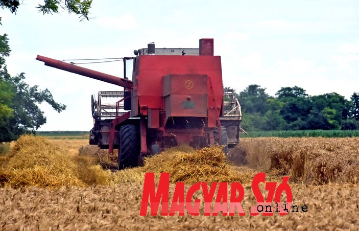A klímaváltozás hatása a kártevők számának megnövekedése is (Gergely Árpád felvétele) A klímaváltozás hatása a kártevők számának megnövekedése is (Gergely Árpád felvétele)