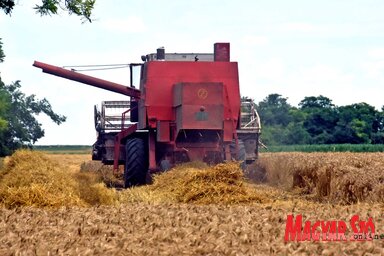 A klímaváltozás hatása a kártevők számának megnövekedése is (Gergely Árpád felvétele)