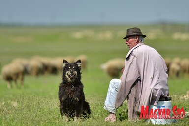 Ambrus János szófogadó terelőkutyája segítségével félezer birkát legeltet nap mint nap a Betlehem-pusztán (Gergely József felvétele)