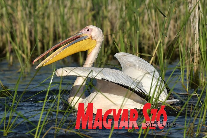 Rózsás gödény a Duna-delta Bioszféra-rezervátum jelképe (Gergely József felvétele) Rózsás gödény a Duna-delta Bioszféra-rezervátum jelképe (Gergely József felvétele)