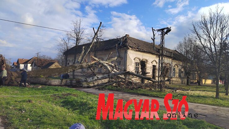 Verbász főutcáján egy több száz éves nyárfa dőlt ki (Fotó: Paraczky László felvétele) Verbász főutcáján egy több száz éves nyárfa dőlt ki (Fotó: Paraczky László felvétele)