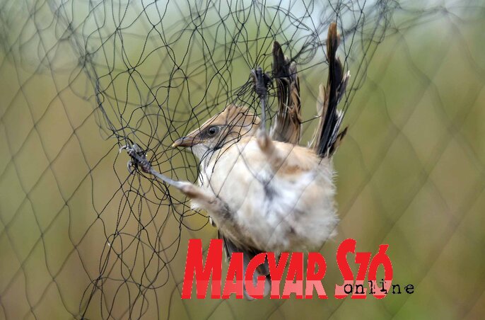 A tábor 35 éves fennállása során mintegy 140 000 madarat fogtak be (Fotó: Gergely Árpád) A tábor 35 éves fennállása során mintegy 140 000 madarat fogtak be (Fotó: Gergely Árpád)
