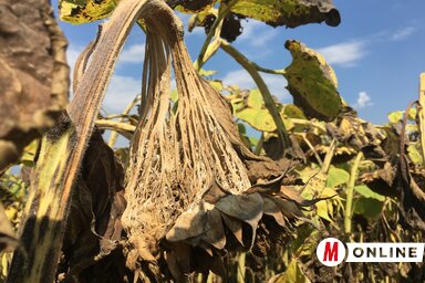 Tavaly előlegként 33–36 dináros adózott árat fizettek (Ótos András felvétele)