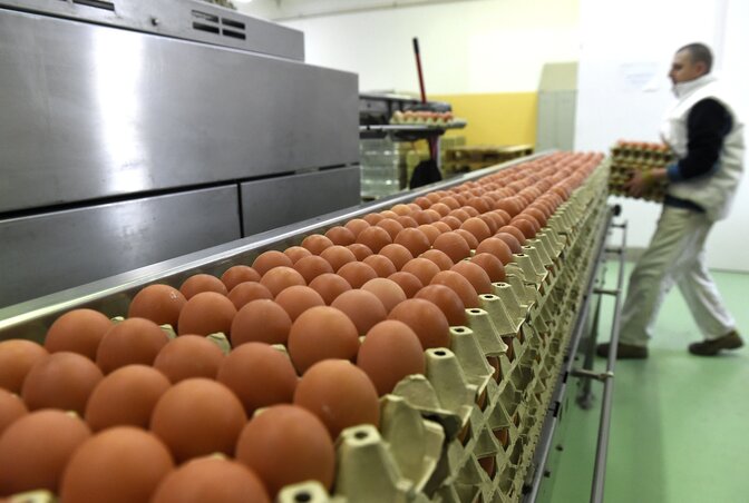 Felboríthatja a magyar tojáspiacot az ágazaton belüli óriásberuházás (fotó: MTI)