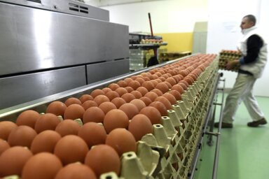 Felboríthatja a magyar tojáspiacot az ágazaton belüli óriásberuházás (fotó: MTI)